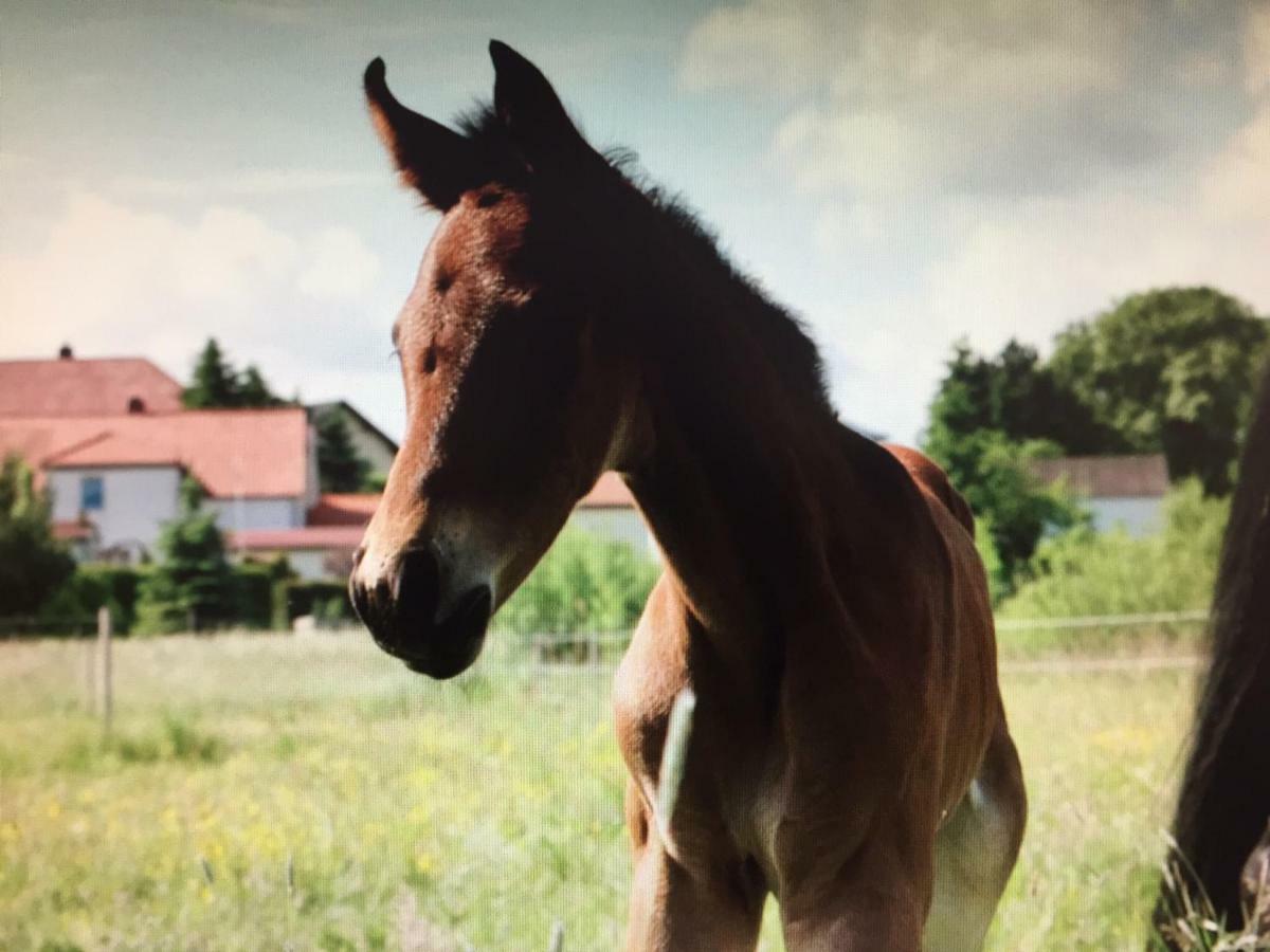 Bauernhof Gut Fischer *